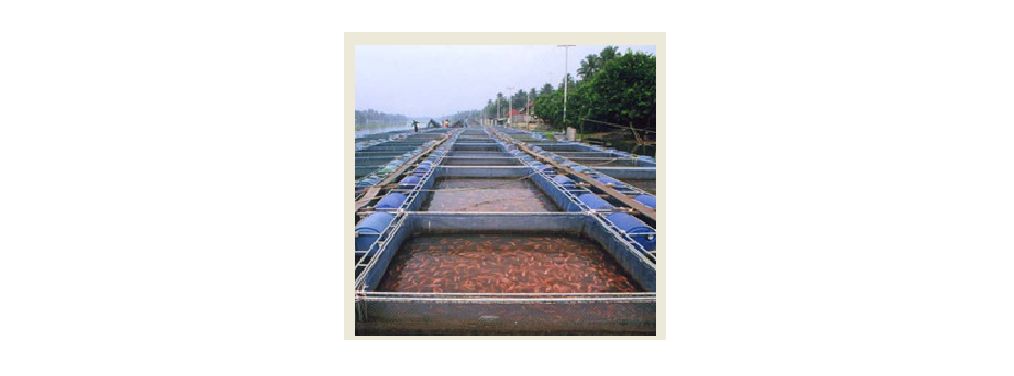 Ozone treatment applied on  aquaculture