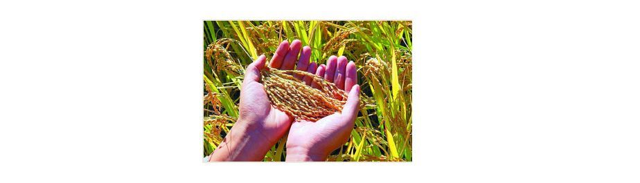 Ozone Application on Grain Depot