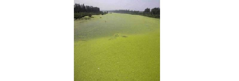 Effect of Ozone Applied on Eutrophication Water Treatment