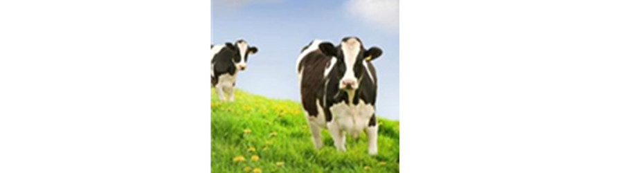 Application of Ozone in the key Control Points of Dairy Farming and Healthy Protection of Dairy Products
