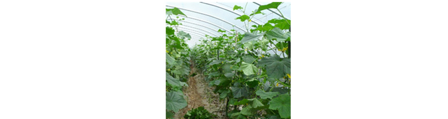 The advantage of Ozone Applied on Greenhouse Vegetables