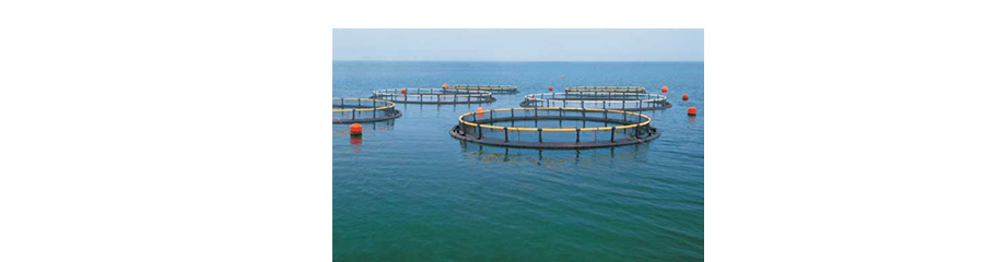 Ozone Applied in Aquaculture