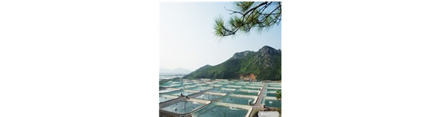 Ozone Application in  Recirculating Aquaculture System